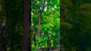 #forestsounds #flutemusic #greenery #soundofnature #trendingshorts