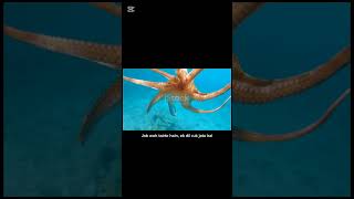Octopus ke 3 Dil! 😱 #shorts”