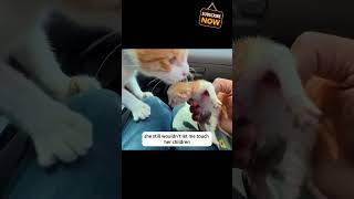 #adoptstrays #animallovers #kitten #catlovers #catlife #rescue #petlovers #cuteanimal #pets #cutecat