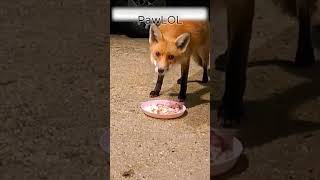 Fox Rescued by Kind Stranger 🦊 Heartwarming Animal Story #shorts