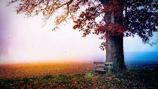 08 Beauty of Nature   Fantasy   Relaxing   Free HD Videos   no copyright