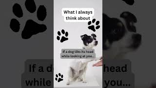 Head Tilts and Puppy Puzzles: Decoding Dog Curiosity 🤔🐾