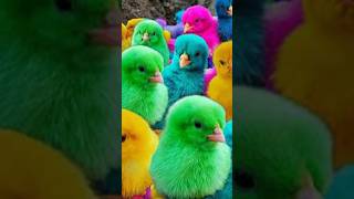 #mainanbebek #cutebirds #mainayam #cutepets #funny #bebekhibrida #cuteanimals #animals #pets #cute