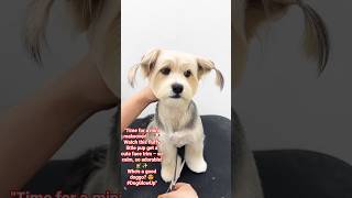 #FluffyPup #DogHaircut #PetMakeover #PuppyGrooming #CuteDogShorts #DogTransformation #funny