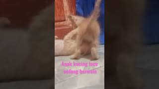 Anak kucing bermain