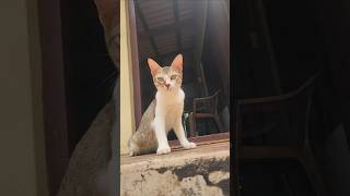 വാറുണ്ണിക്ക് അരിഷ്ടത#trending #cat #shorts #shortvideo