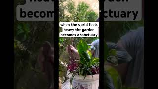 What I love about gardening #greenbabies #gardening #happywife #happylife #simplejoy #home #hobby