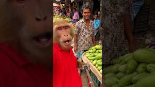 #banglavlog #funny #bengalvlogger #monkeycomedy #bangladeshivlog #monkeymovies #bengalivlog