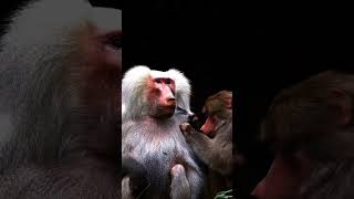 Animals / Wild Life / Blood Diamond