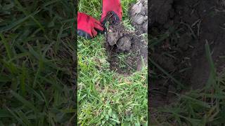 Fools gold at the park! #metaldetecting #metaldetector