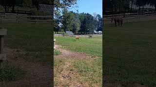 #horses #horsefarm #country horse🐴 farm!