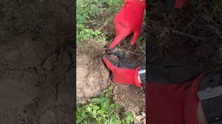 Silver? …or pull tab? #metaldetecting #metaldetector #treasurehunting