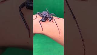 Insects animals species.#veganfortheanimals #animalsvideos #animalsaddict #babyanimals #iloveanimals