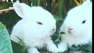 New Cute Rabbits hd/hq video w/ relaxing instrumental sounds...