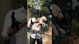 7871702596 #chippiparaidogs #kannipuppies #doglover #chippiparaihound #savenativebreeds #pondicherry