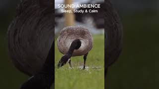 SOUND AMBIENCE - Sleep, Study & Calm #relaxing #christmas #relaxchristmas #sleepsounds #studysounds
