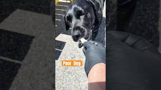 Poor Dog Left Hungry in the Sun… So Sad 😞 #DogRescue #AnimalAbuse #HotDay #heartbreaking