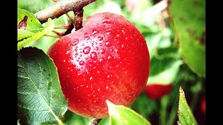 10 hour of relaxing violin music, Sleeping Music,Deep Sleep Music,Sleep Meditation,Sleep Music,