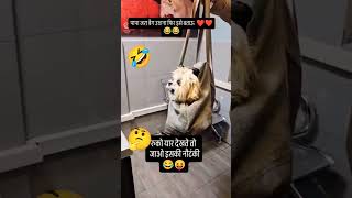 Calm down but Ego hurt guy's #funny #movement #privatejob #govtjobs #civicbodies #dog #prank #king