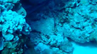 White Tip Sharks in Maui