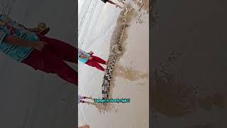 the crocodile lost his self-esteem #shorts #trendingshorts#usa