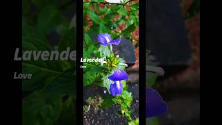 #lavender #purplelove #flowers #nature #kerala #trendingshorts #love #scenicviews #peace #explore