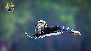 Nest in the Sky  Parenting in the Canopy