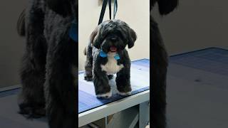 🐶 Check this out! 🐶🎉