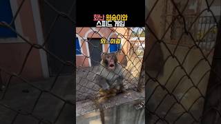 화난 원숭이와 스피드 게임 #동물 #원숭이