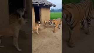 Tiger Vs Dog 🐶 | Sher Aur Kutte Ki Zabardast Takkar! 😱🔥#TigerVsDog #AnimalFight #WildlifeBattle