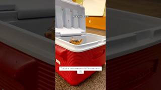 Funny armadillo 😍😂 #funny #animals #pets #funnyvideo #armadillo #funnypets