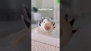 Axolotl Core #animalshorts #cuteanimals #axolotl #axolotls #axolotlpet #axolotllove