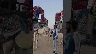 Al Hada || Taif || Saudi Arabia #flowers #song #hadad #taif #nicevideo