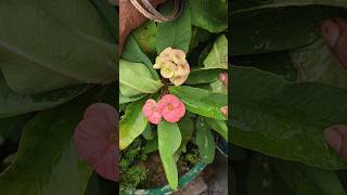rare flower 🌼🌹😱#rare #flowers #lover #views_viral_video_subscribers_grow #shorts #feedshorts