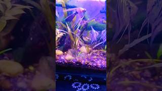 Freshwater fish. #CommunityTank#FishCare#AquariumLife#TankSetup#NanoTank#AquariumInspiration #rams