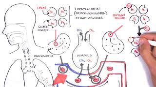 Oxygen - Haemoglobin Dissociation Curve - Physiology