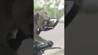 is Tahiland safe for travel? #facts #travelsafety #travel#thailand #bangkok #pataya