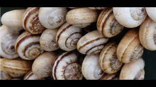 Theba pisana, the white garden snail, sand hill snail, white Italian snail, Mediterranean coastal