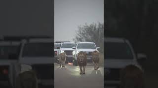 #wildliveplanet #wildlifetour #wildlifeindia #nature