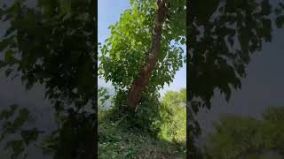 Travel with Soul #prosenjitojha #travel  #shortvideo #shorts