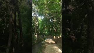 #NatureVibes #ChillTime #RelaxInNature #PeacefulDay #Shorts