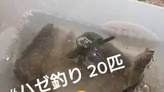 朝練Day4でございました☺️ #ハゼ釣り #fishing #tiktokfishing #thanks
