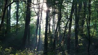 Summer Forest Morning | Sony FX30
