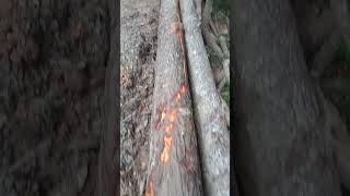 Beauty of nature