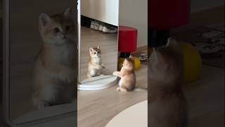funny cute cat #love #cat #kitten #trending #pet #viral #animeedit #petlover #petparadise #music