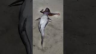 What mermaids would more than likely look like if they were real: