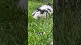 Funny fat cat #cat #funnyanimal #funny #funnycat #funnyvideo #funnypet