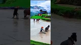 nature life #nature #viral #shorts #canada #treanding #studyvisa #love #life #videos 🇨🇦