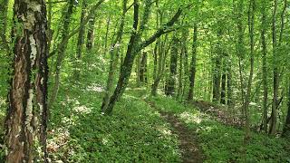 27th April in the Forest