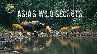 Asia Rainforest Wildlife | Incredible Animals of the Jungle